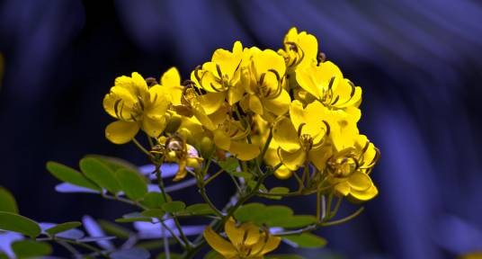 黄连花(报春花科珍珠菜属植物)