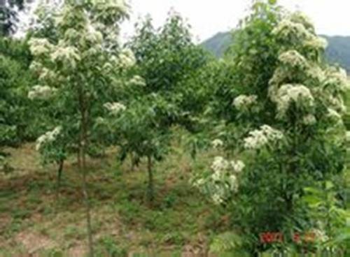 光皮树种植