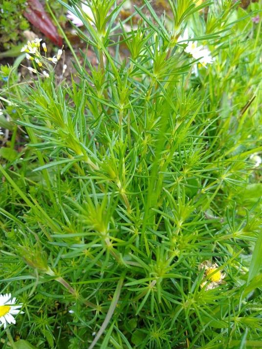 蓬子菜（茜草科拉拉藤属植物）