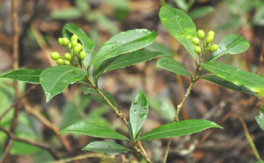 茵芋(中药)