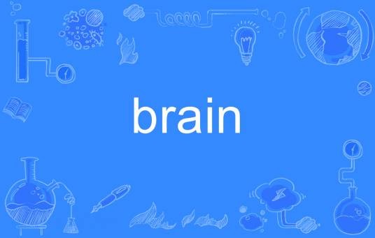BRAIN(英文单词)