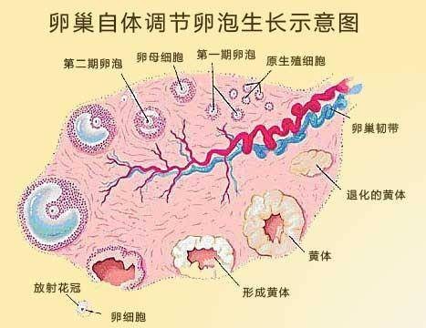 卵巢卵泡发育