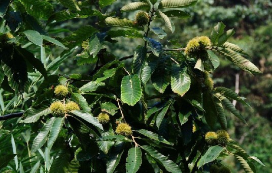 茅栗（中药）
