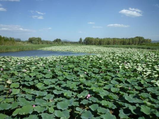 野鸭湖(北京市延庆区湖泊)
