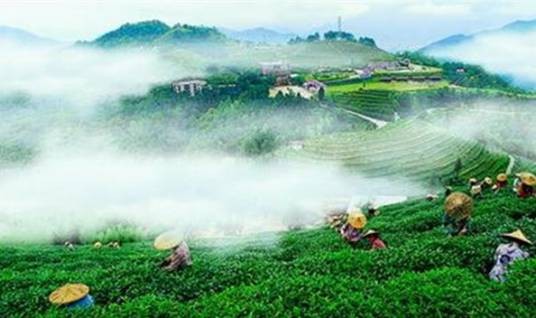 云顶茶园