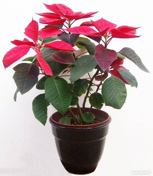 盆花（花卉）