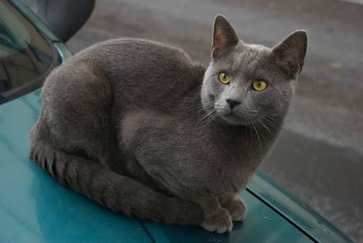 夏特尔猫