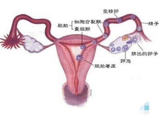 输卵管通而不畅
