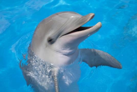 dolphin（英文单词）