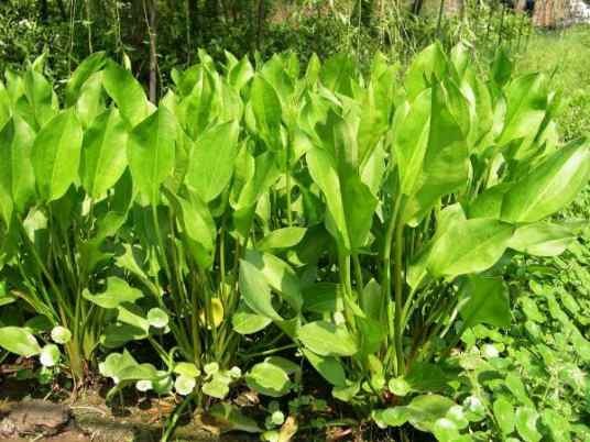泽泻（泽泻科泽泻属植物）