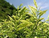 金山翠芽茶叶