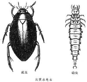 水龟虫科