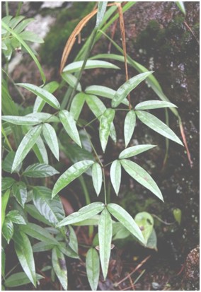 隔山香（中药）