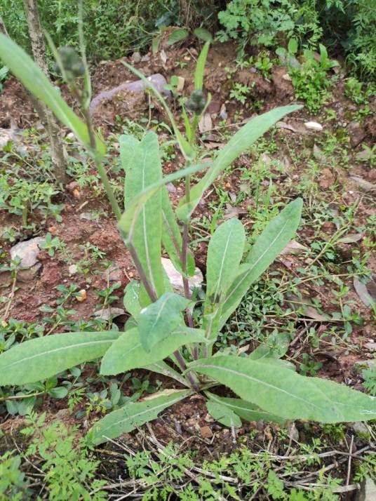 苣荬菜(菊科苦苣菜属植物)