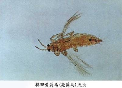棉田黄蓟马
