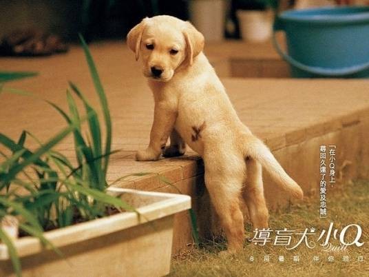 小Q（《导盲犬小Q》主人公）