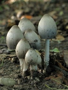 墨汁鬼伞（中药）