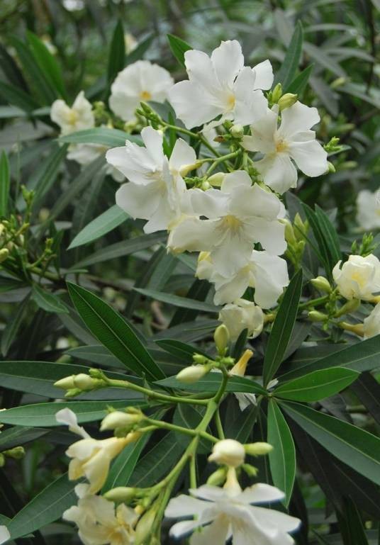 白花夹竹桃