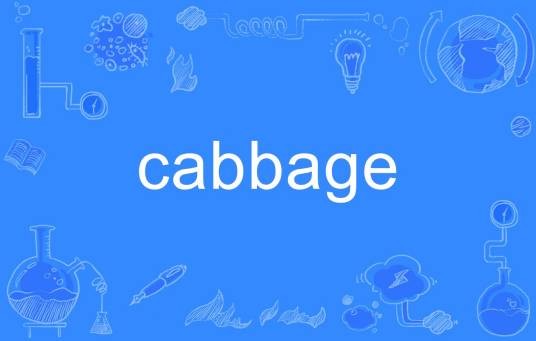 cabbage（英文单词）