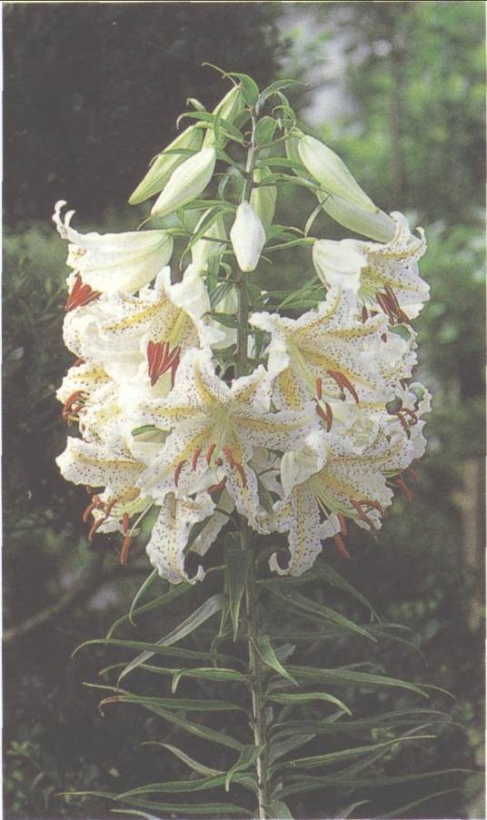 天香百合(多年生草本植物)