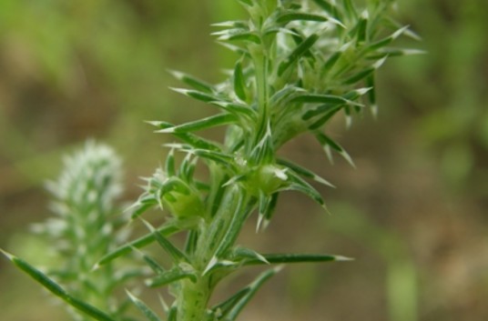 猪毛菜（苋科猪毛菜属植物）