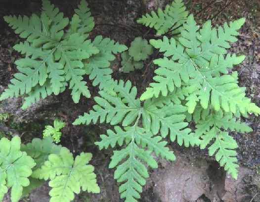 银粉背蕨（中药）