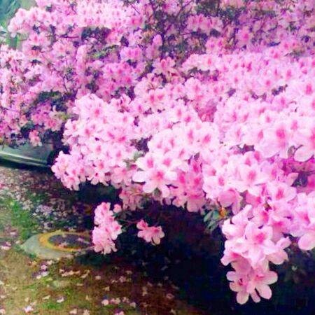花吧