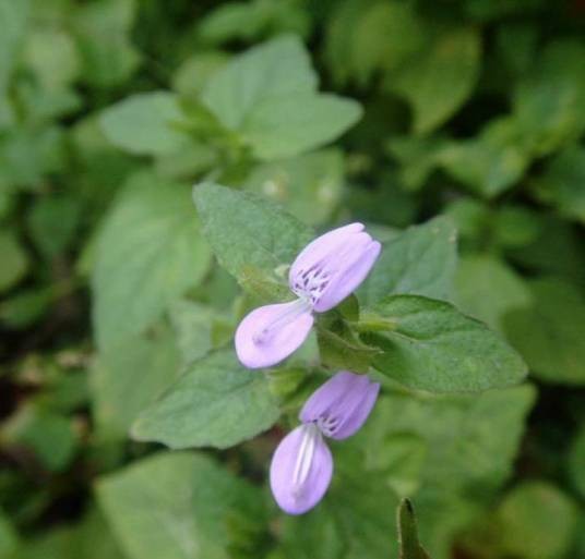 狗肝菜(爵床科狗肝菜属植物)