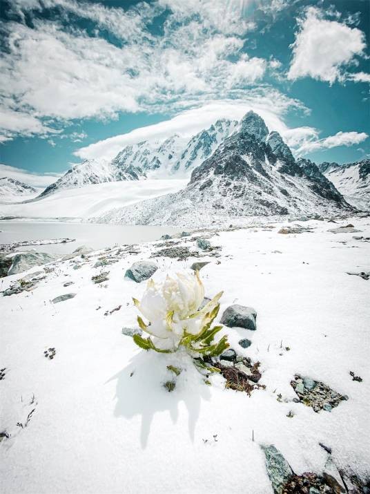 天山雪莲（中药）