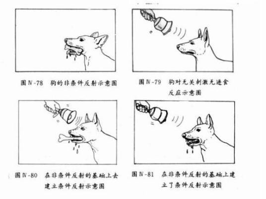 经典条件作用