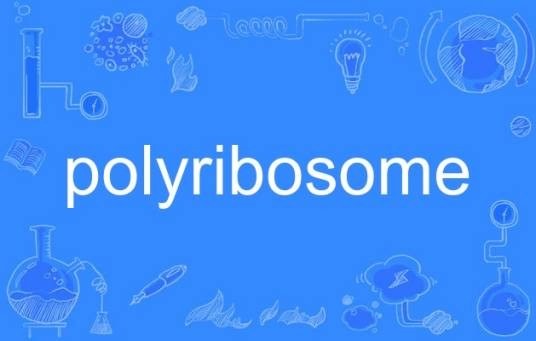polyribosome