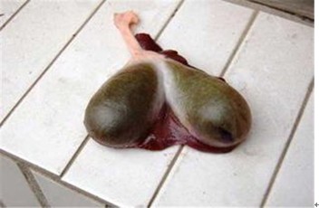 猪胆（中药）