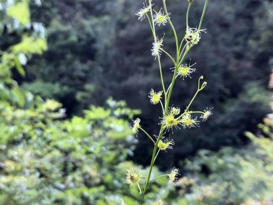 光萼茅膏菜