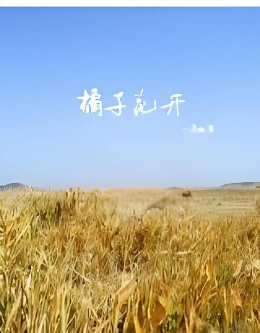 橘子花开