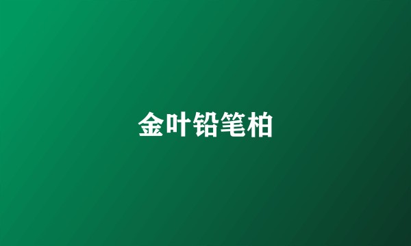 金叶铅笔柏