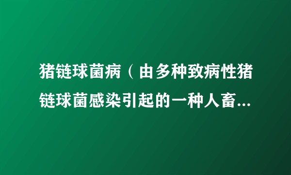 猪链球菌病（由多种致病性猪链球菌感染引起的一种人畜共患病）