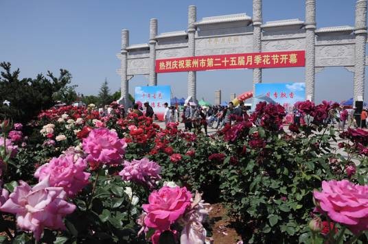 莱州月季花节