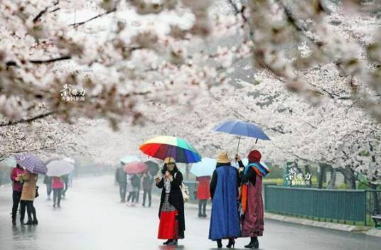 青岛樱花街
