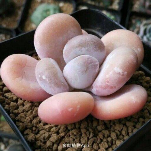 红粉知己(景天科景天属植物)