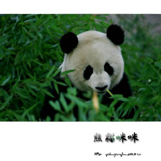 熊猫咪咪(程琳演唱的一首歌曲)