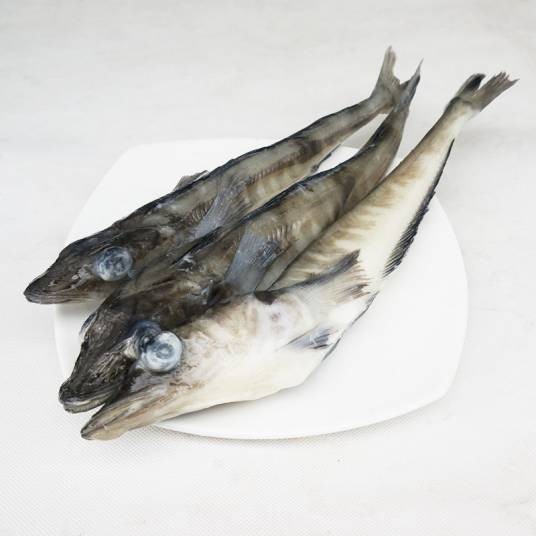 南极冰鱼