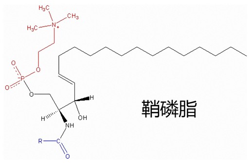 鞘磷脂