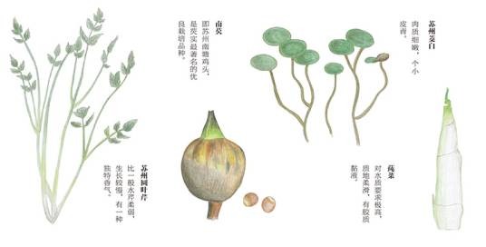 水八仙