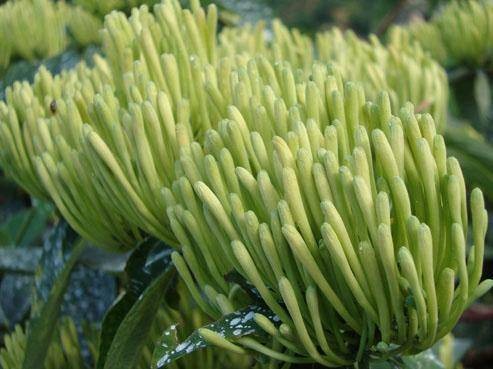 湘蕾金银花