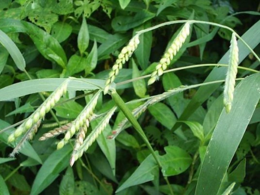 画眉草（中药）