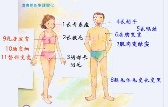 青春期的生理特征