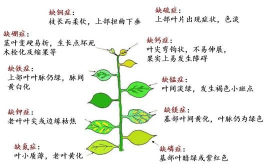 植物营养素(非基础营养素)