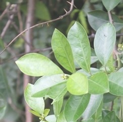 武靴藤（中药）