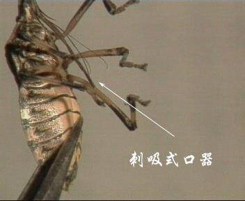 刺吸式害虫