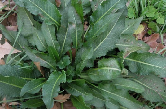 牛舌草（中药）